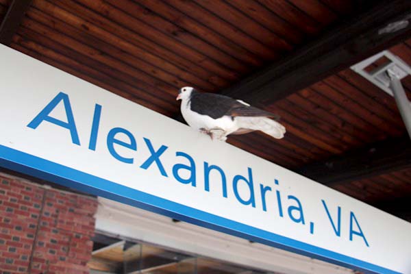 alexandria25b