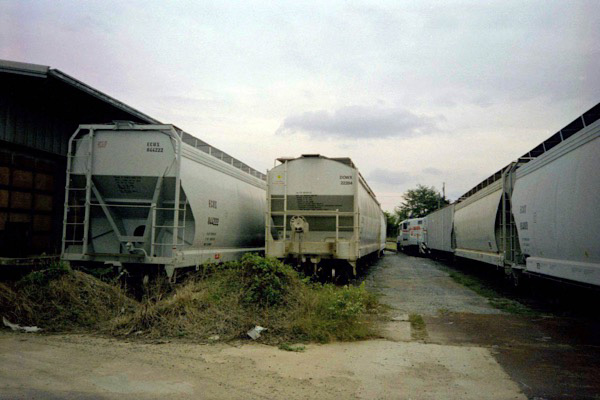 hickory2